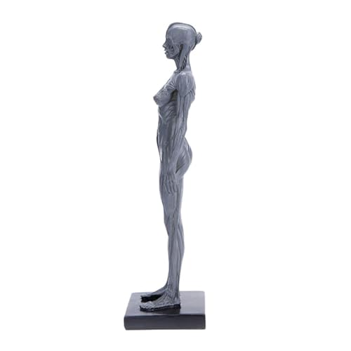 Modèle anatomique corps humain haute précision objet de collection résine