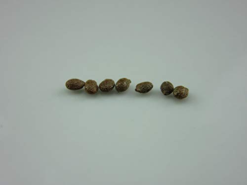 1079-Kiwi Hardy Vine ‘Issai’ (Actinidia arguta) Seeds by Robsrareandgiantseeds UPC0764425786597 Non-GMO,Organic,USA Grower,1079 Package of 7 Seeds