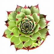 Image of Live Laxmi Kamal Succulent Plant a€ inch Air-Purifying Indoor Decorative Plant for Home & Office | Low Maintenance & Ideal for Gifting