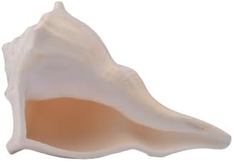 Shankh Original Right-Handed Conch Shell Vastu & Puja Item Brings Wealth & Prosperity Natural Shankh for Temple & Home - 2 INCH
