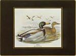 Lady Clare Traditional Coasters Gould Ducks, Green