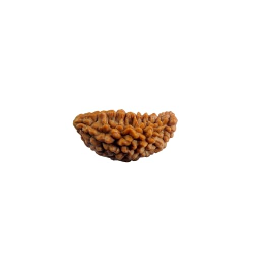 Soulwise Natural 1 Mukhi Rudraksha (Kaju Shape) | Ek Mukhi Rudraksha for Peace, Focus & Spiritual Growth | Energized & Ready to Wear.
