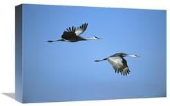 12 x 18 in. Sandhill Crane Pair Flying, Bosque Del Apache NWR, New Mexico Art Print - Tom Vezo