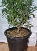 **BONSAI HOUSE** Table Kamini Bonsai Plant Live A Table Display of Home Beauty" Oxygen Live Plant For Indoor Dacoration With Pot (PACK OF 1)-image-43
