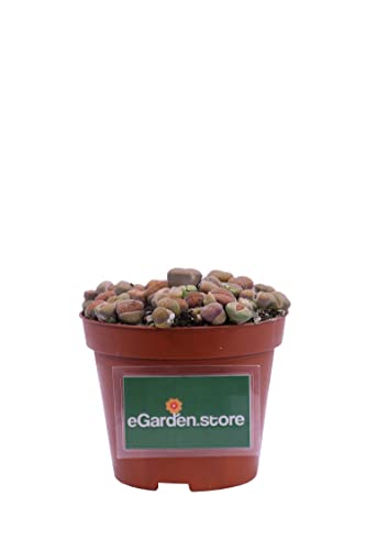 pianta di lithops pianta di sasso vivente mix varietà pianta da interno pianta grassa piana ornamentale di lithops pianta vera venduta da egarden.store (mix 2)