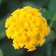 半ツル性ランタナ コバノランタナ 【イエロー】 １株のサムネイル