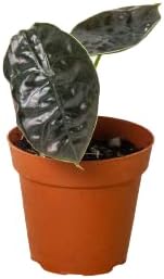 HOUSE PLANT SHOP | Alocasia 'Red Secret' - 4" Pot | Live Indoor Plant | Easy to Care | Natural Décor Plant | Great Gifts | Free Care Guide