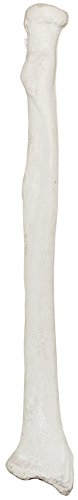 Axis Scientific Radius Bone Model | Left | Cast from a Real Human Radius Bone l Forearm Bone Model Has Realistic Texture and Important Bony Landmarks | Includes Product Manual | 3 Year Warranty