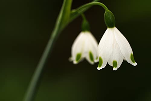 5 Summer Snowflake Bulbs for Planting - Stunning White Weeping Flowers - 5 Leucojum Bulbs to Grow