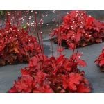 Forever Red Heuchera