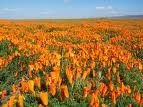 The Dirty Gardener California Orange Poppy Wildflowers - 1/2 Pound. The Dirty Gardener California Orange Poppy Wildflowers - 1/2 Pound.