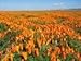 The Dirty Gardener California Orange Poppy Wildflowers - 0.5 Pound
