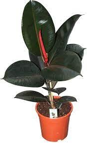 Rubber plant indoor live plant (Pack of 1) (B0CNW9GYHB) Amazon Price History, Amazon Price Tracker