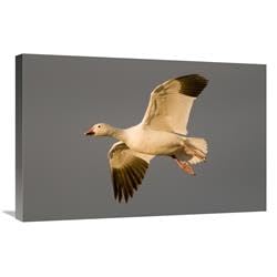 20 x 30 in. Snow Goose Flying, Bosque Del Apache National Wildlife Refuge, New Mexico Art Print - Steve Gettle