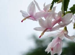 Jm Bamboo White Christmas Cactus Plant In 6 Inch Pot Zygocactus Holiday Seasons #TOP2
