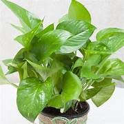 EDENGRAVY Best Indoor Air Purifying Plant for Positive Energy and Cleaner Air live money plant (B0DBDQLF2L) Amazon Price History, Amazon Price Tracker