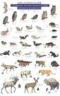 Mac's Field Guide to Mount Rainier National Park: Mammals and Birds