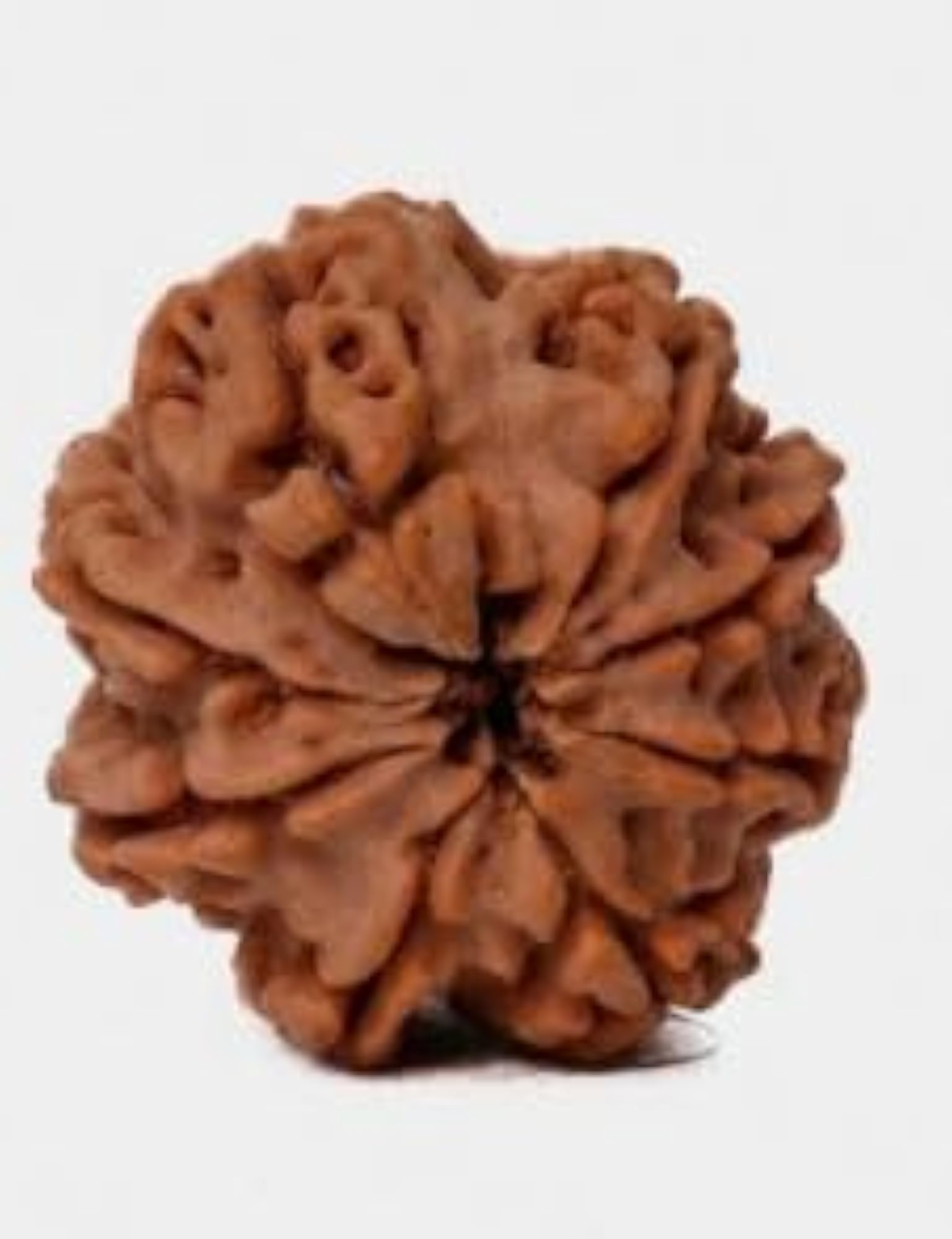 8 Mukhi Rudraksha Bead, Certified Quality