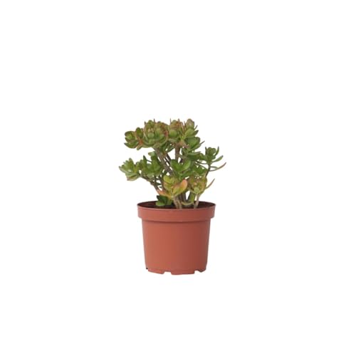 Plant in a Box - Crassula ovata 'Minor' L - Zimmerpflanze - Sukkulente - ⌀ 23 cm - Höhe 45-50 cm