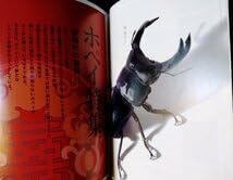 Amazon.co.jp: ビー・クワ No.1(創刊号) 中国ホペイ大特集オオクワガタ