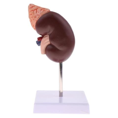 Capormory Kidney Model, Anatomy Normal Human Kidney Functional Zoning Model Educational Tool Used in Medical Teaching, Health Courses, Academic Research Cover