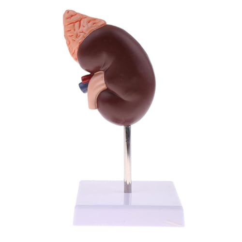 Life-Size Kidney Model, Anatomy Teaching Kidney Model, Divided in 2 Parts to Show Internal Structures, Normal Kidney Human Anatomy for Doctors Office Educational Tool