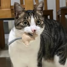 Miniatura 8 de Juguetes de ratones de felpa con hierba gatera con campana, paquete de 2 juguetes interactivos para gatos de interior, juguetes duraderos para