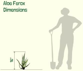 Miniatura 8 de Cactus Outlet Planta de aloe vera  Planta viva de interior y exterior  Planta de casa de aloe  Aloe Ferox  Planta viva lista para paisaje entregada