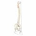 Wellden Medical Anatomical Classic Spine Model with Femur Heads, Flexible, Life Size, 80cm/31.5