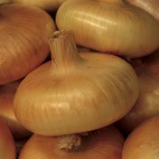 Yellow Cipollini Onion - 1 lb.