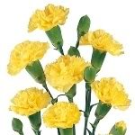 50 Yellow Carnation Caryophyllus Grenadin Flower Seeds *Comb S/H 50 Yellow Carnation Caryophyllus Grenadin Flower Seeds *Comb S/H
