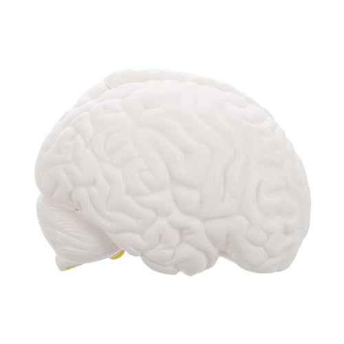 Anatomie de la tête et du cerveau en PVC réaliste pour cabinet et bibliothèque