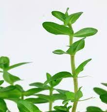 Maalavya Live Aquarium Aquatic Plant Bacopa Caroliniana Live Plant with Pot (8 to 10 Stems) (Pack Of 2) (B09N9JLC3G) Amazon Price History, Amazon Price Tracker