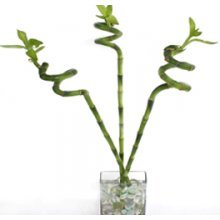 PLANTSGURU Lucky Bamboo Spiral Sticks (3 Sticks, 60CM, Pot not Included) (B00T9SDN7G) Amazon Price History, Amazon Price Tracker