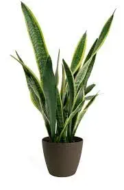 Guruji Plantation Sansevieria Live Indoor Plant For Home and Garden with Pot (Pack of 1) (Laurentii)