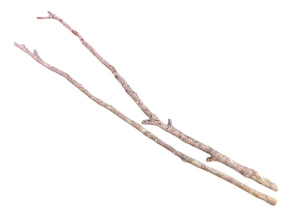 Amazon.co.jp: ブナの木の枝 2本 : DIY・工具・ガーデン