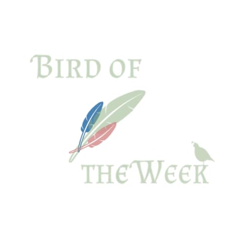 『Bird of the Week』のカバーアート