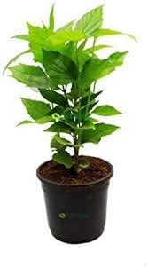 Hari Giver Garden® Parijat Harsringar Parijatak ShiuliTree Night Flowering Jasmine Live Plant With Mini Pot (B0BR7KDGNM) Amazon Price History, Amazon Price Tracker