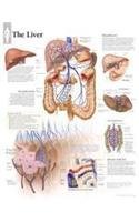 The Liver chart: Laminated Wall Chart