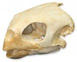 Hawksbill Sea Turtle Skull (Teaching Quality Replica)
