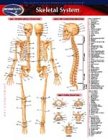 Skeletal System