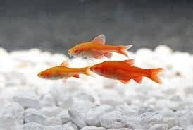 5-Pack Albino Cherry Barb Live Freshwater Fish for Community Aquariums