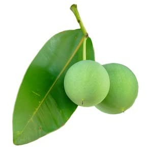 Miniatura 7 de Tamanu Multi Purpose  Cracked Skin  First Aid Ointment  Wounds  Scars Surgery Stitches Infection  Hemorrhoids Boils  Abscess  Fissures + Hemorrhoids