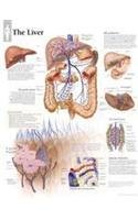 The Liver chart: Wall Chart