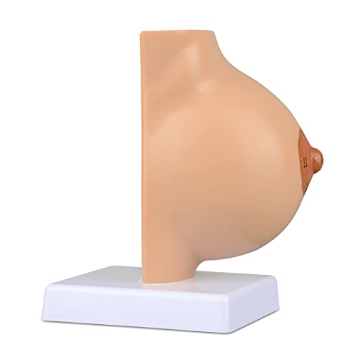 Image of Ultrassist Non-Lactating Breast Model, Human Anatomy Model, Breast Anatomical Model with Study Card for Doctor Surgeon Gift