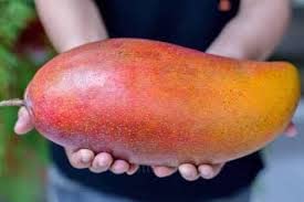 Bhumi Enterprise Sweet & Rare Thai Red Ivory Mango Plant (GRAFTED) Aam, Amba " Special Variety" Plant Height 2-3ft