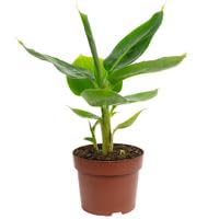 Bananenpflanze - exotische Zimmerpflanze, Musa tropicana - Höhe ca. 30 cm, Topf-Ø 12 cm