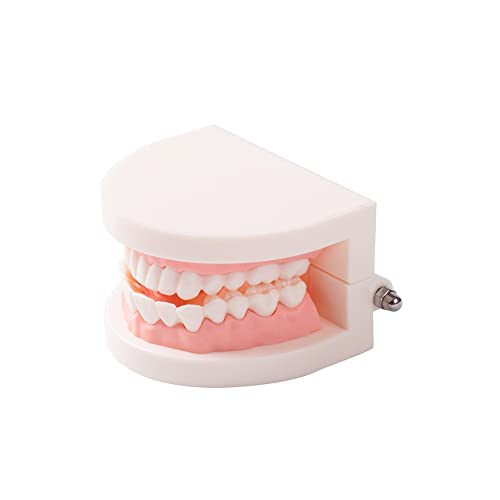 Easyinsmile® Dental Standard Teeth Teaching Model Kids Denture Model Tooth Model For Student #TOP2