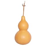 Robustas y livianas: A pesar de su origen orgánico, estas calabazas son resistentes y livianas, lo que las hace fáciles de manejar, transportar y exhibir sin preocuparse por daños o peso excesivo.