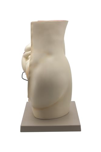 Image of Eisco Labs Human Pregnancy Pelvis Model with Removable Fetus - Hand Painted